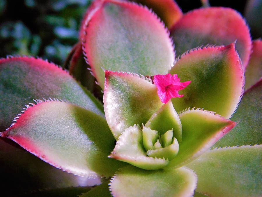 - Pink Succulent Photograph by THERESA Nye