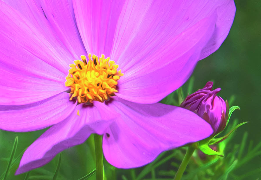 Pink Summer Flower Photograph