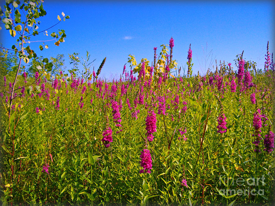 Pink Summer Flowers In The Prairie - Fox Gloves Photograph by Frank J Casella