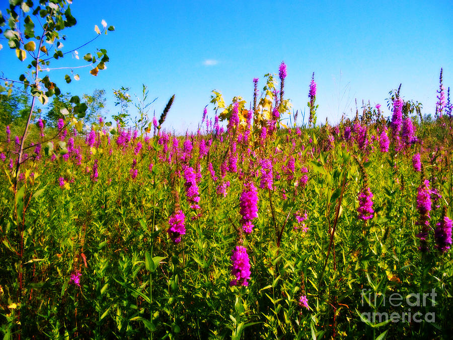 Pink Summer Flowers In The Prairie - Orton Photograph by Frank J Casella