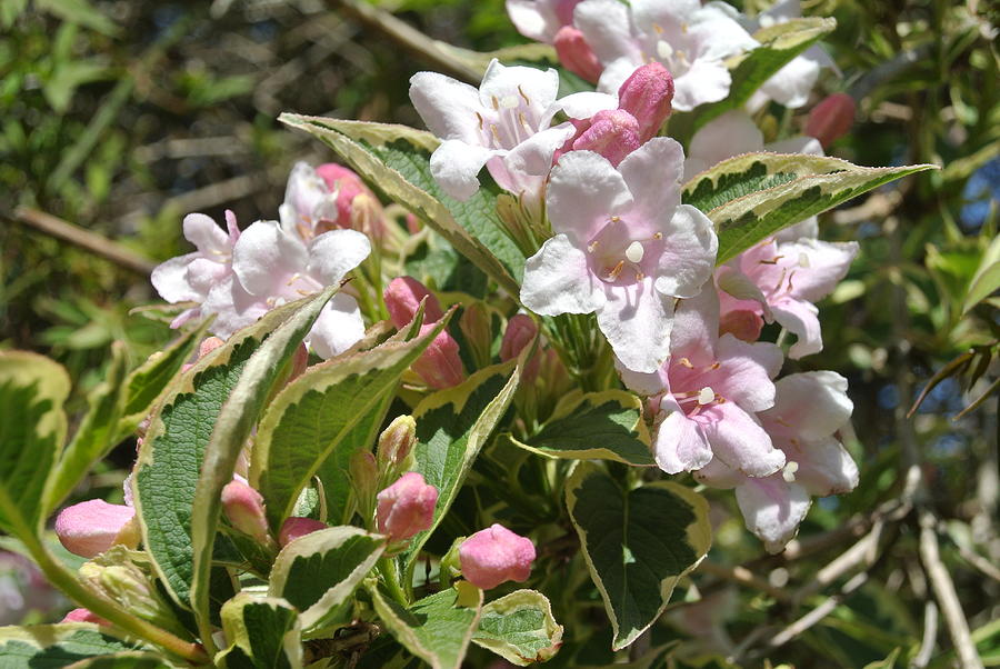 Pink Summer Jasmine Photograph By Lynne Iddon