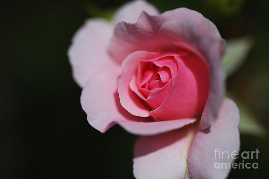 Pink Summer Rose Photograph by Joy Watson