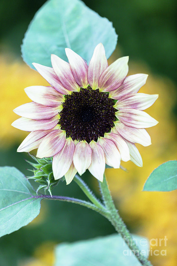 Pink Sunflower Art Photograph by Janice Noto