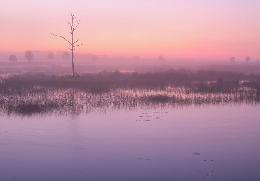 Spring Photograph - Pink Sunrise by Bill Chambers