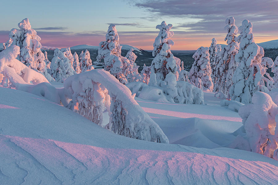 Pink sunrise in winter wonderland Photograph by Thomas Kast
