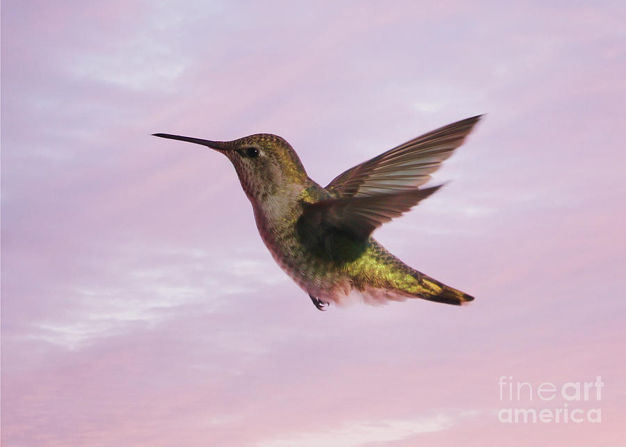 Pink Sunset Glow Hummingbird Photograph by Carol Groenen