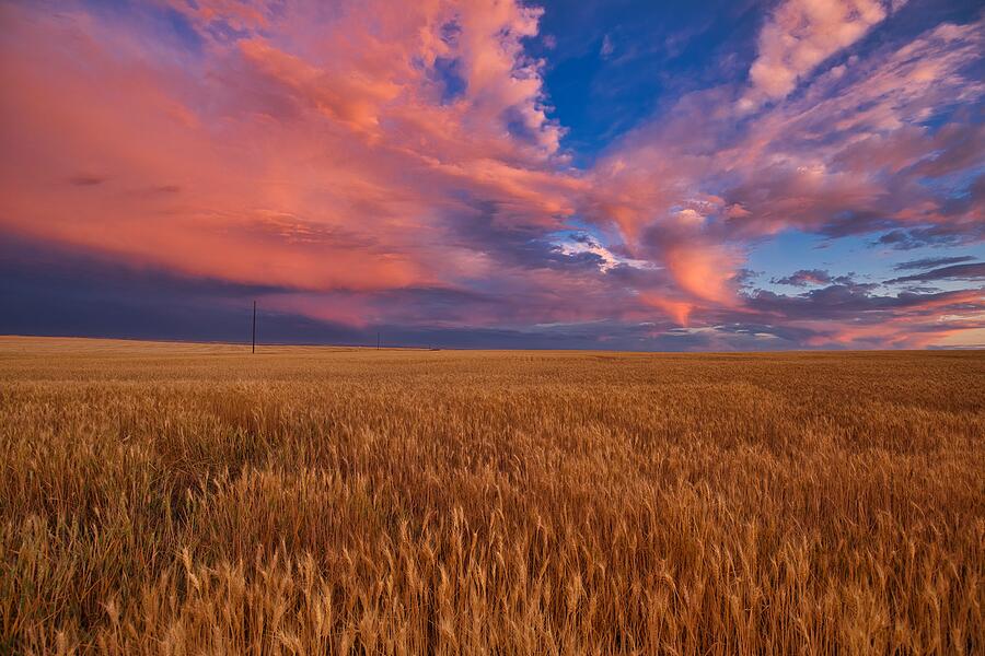 Pink sunset over the wheat field Photograph by Lynn Hopwood