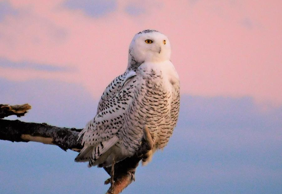 - Pink Sunset with Snowy Owl Photograph by THERESA Nye