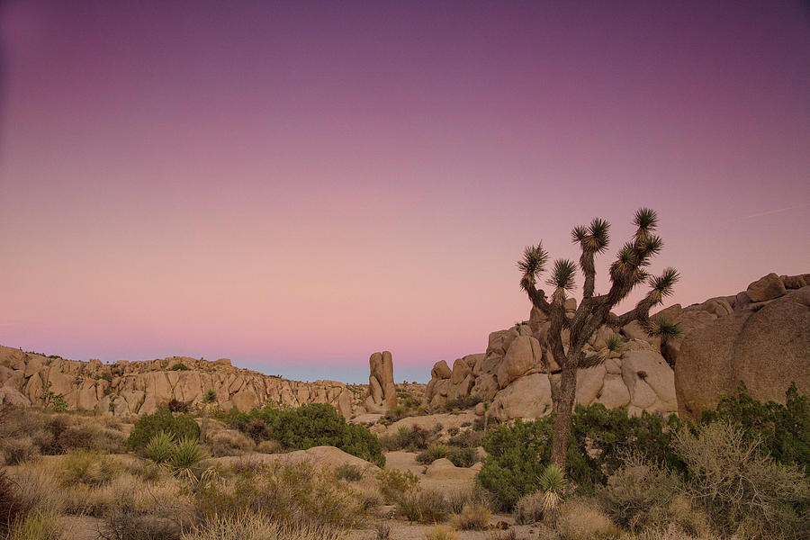 Pink sunsets of the Mojave Photograph by Kunal Mehra