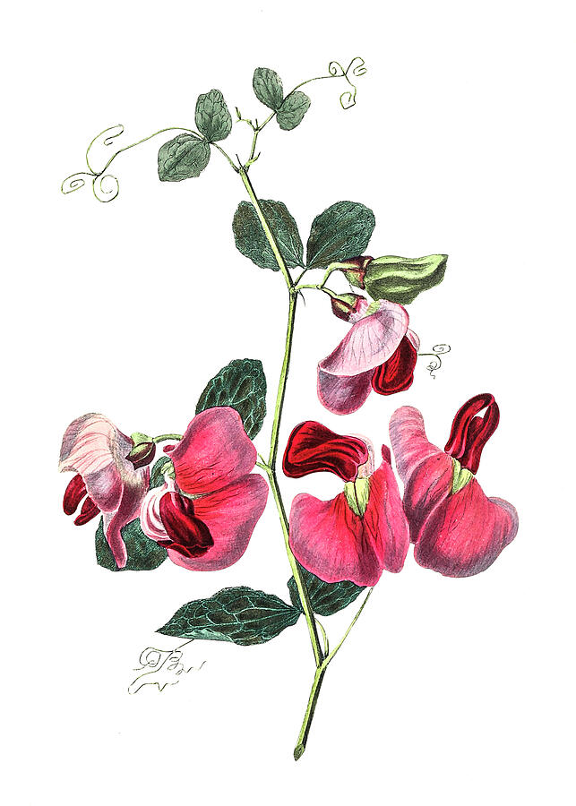 Pink sweet pea Drawing by The Luxury Art Collection