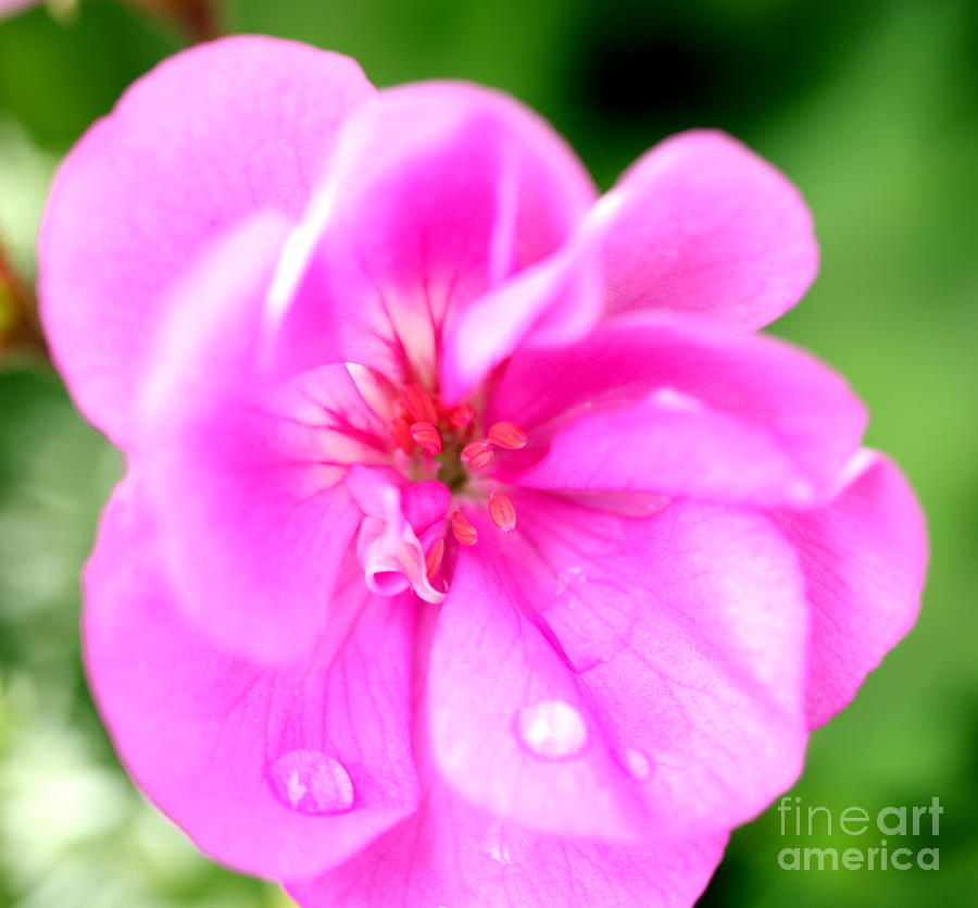 Pink Teardrops Photograph by Tony Lee