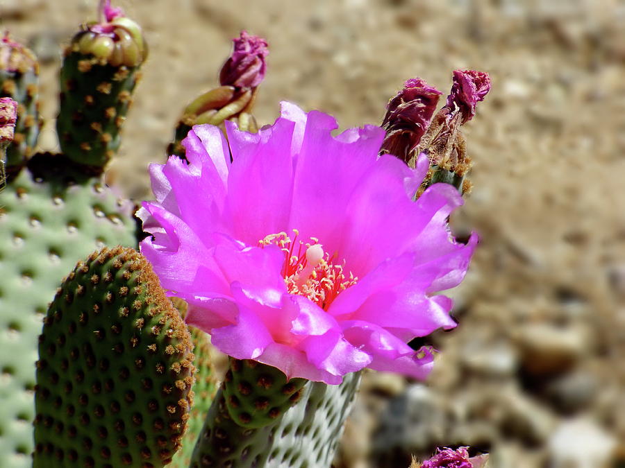 Pink Tenderness Beavertail Cactus Photograph by Lyuba Filatova
