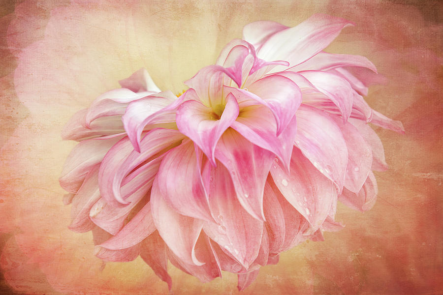 Pink Textured Dahlia Digital Art by Terry Davis