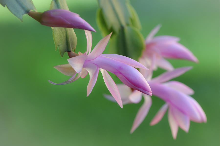 Pink Thanksgiving Cactus Ready to Bloom Photograph by Gaby Ethington