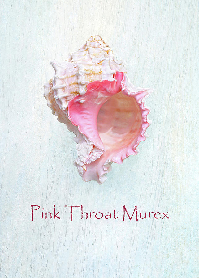 Pink Throat Murex II Photograph by Kathi Mirto