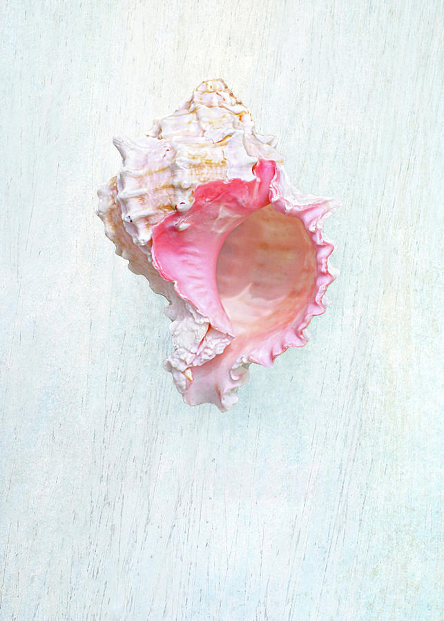 Pink Throat Murex Seashell Photograph by Kathi Mirto