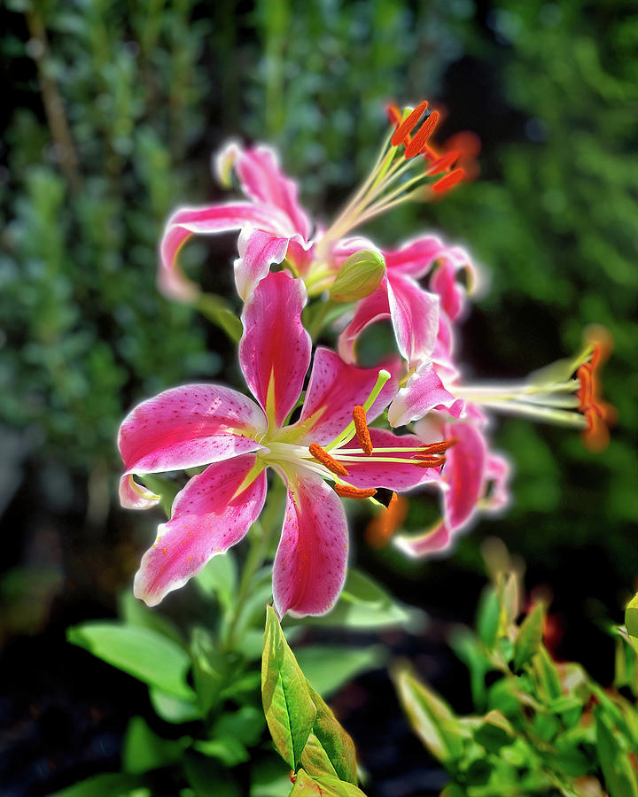 Pink Tiger Lily Isolated Photograph by Bill Swartwout