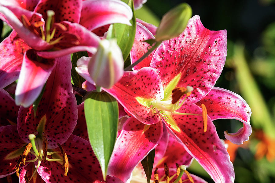 Pink Tiger Lily Photograph