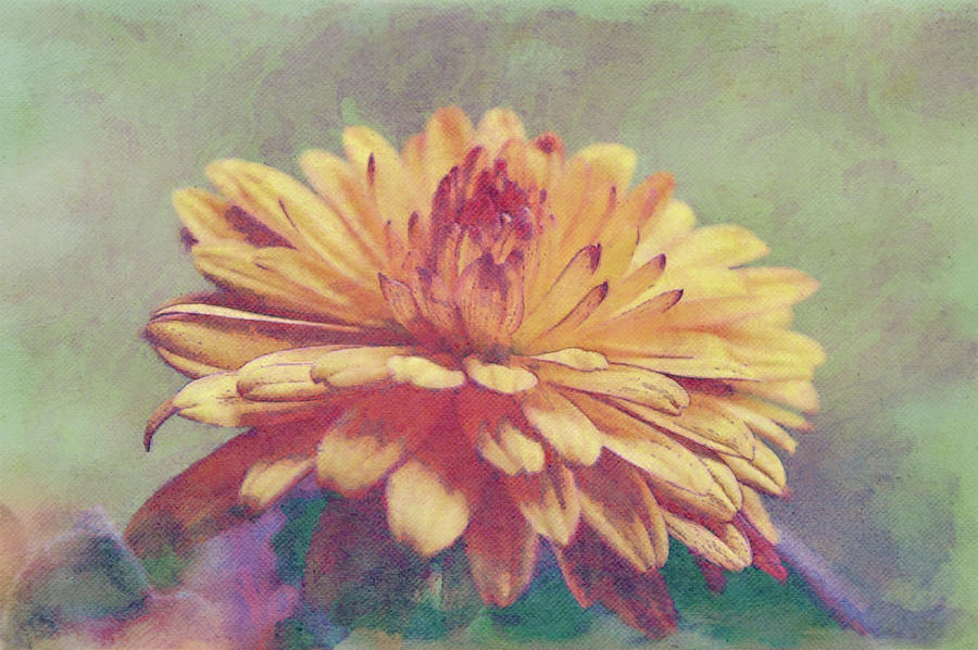 Pink Tip Autumn Mum Flower Illustrated Digital Art by Gaby Ethington