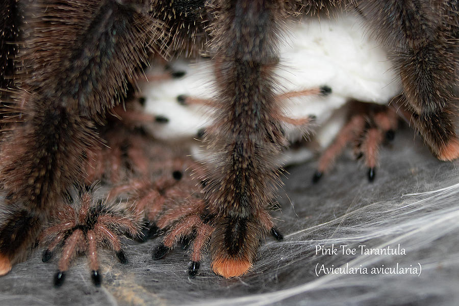 Pink Toe Tarantula Spiderlings Photograph by Mark Berman | Fine Art America