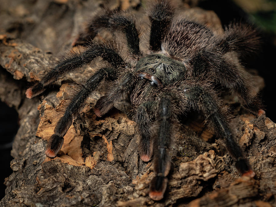 Pink Toed Tarantula Photograph by Holton Media - Fine Art America