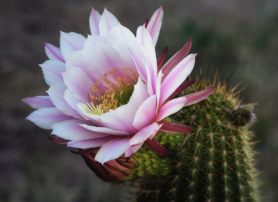 Pink Torch Cactus Bloom  Photograph by Saija Lehtonen