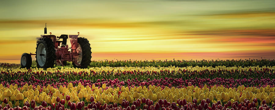 Pink Tractor in the Field of Tulips Photograph by Don Schwartz