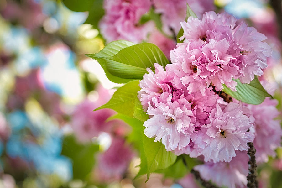 Pink Tree Blossoms Photograph by Stuart Litoff