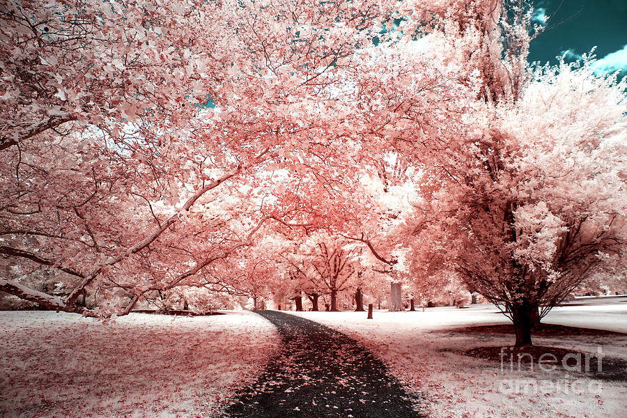 Pink Trees Infrared at Colonial Park Photograph by John Rizzuto