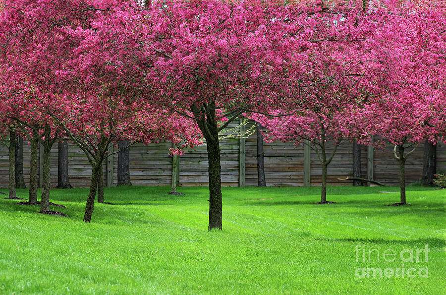 Pink Trees Photograph by Karen Adams