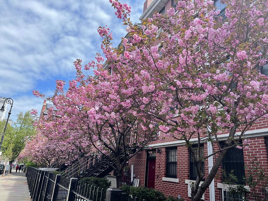 Pink Trees Photograph by Nancy Fernandez | Fine Art America