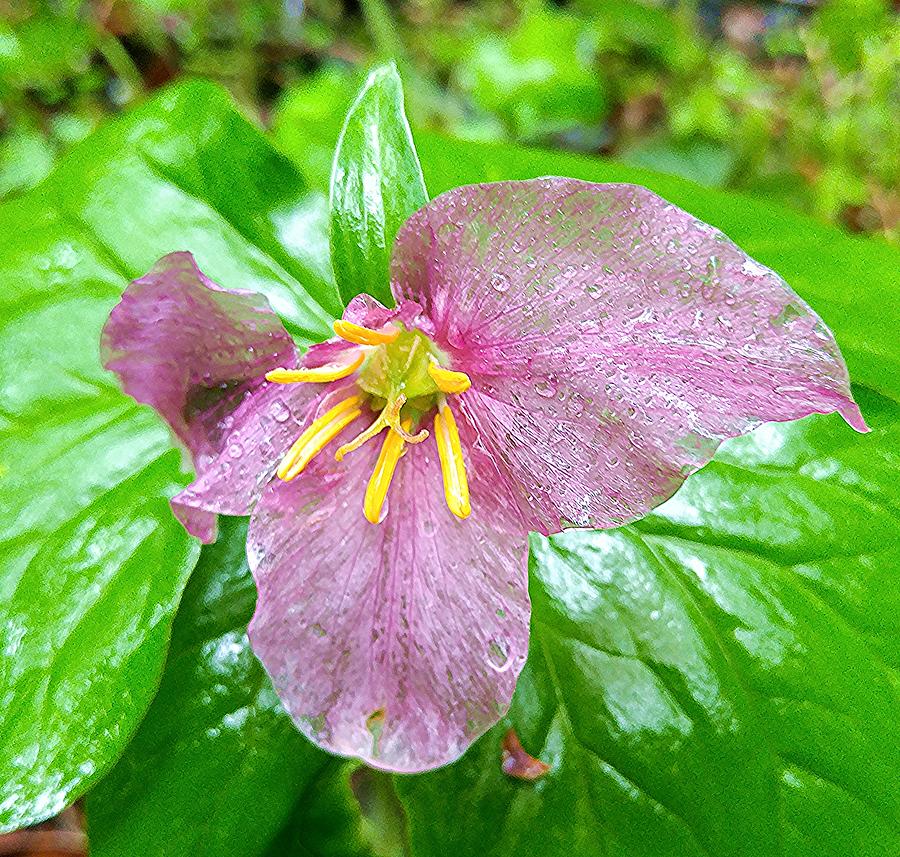 Pink Trillium in The Rain Photograph by Fred Bailey