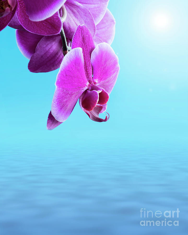 Pink tropical orchid Photograph by Juli Scalzi