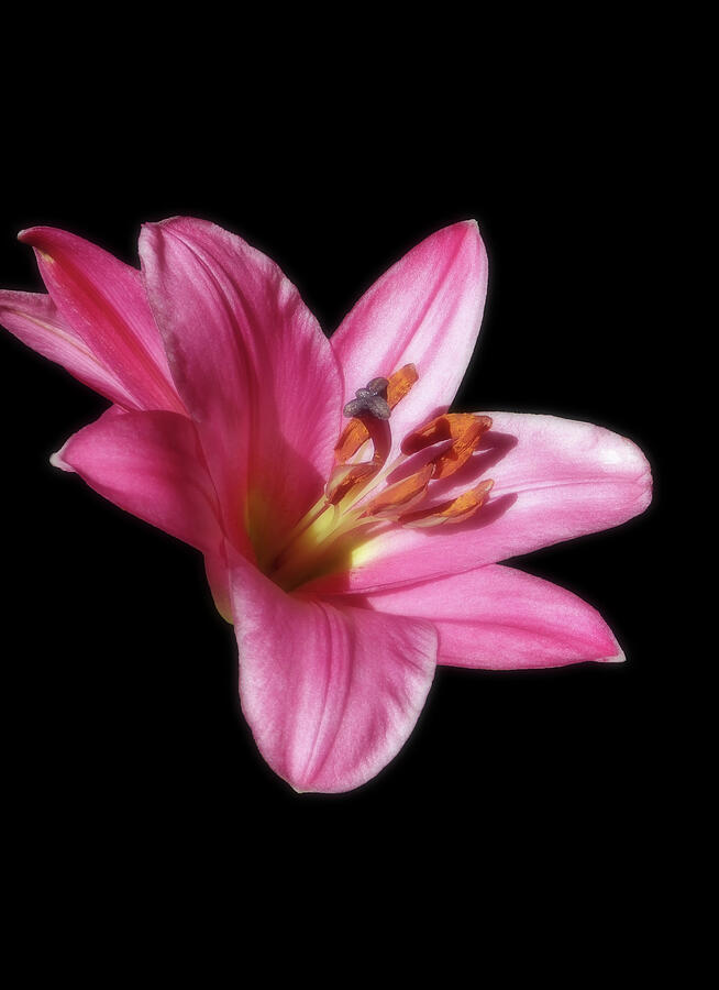 Pink Trumpet Lily Photograph by Johanna Hurmerinta