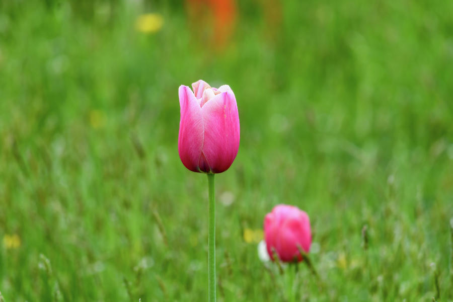 Pink Tulip Photograph by Andrew Lalchan