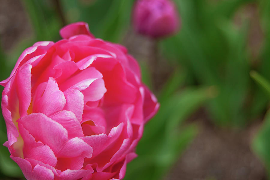 Pink Tulip Photograph