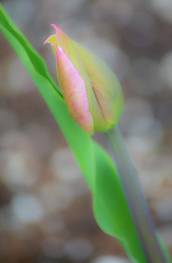 Pink Tulip Bud I Photograph by Joan Han