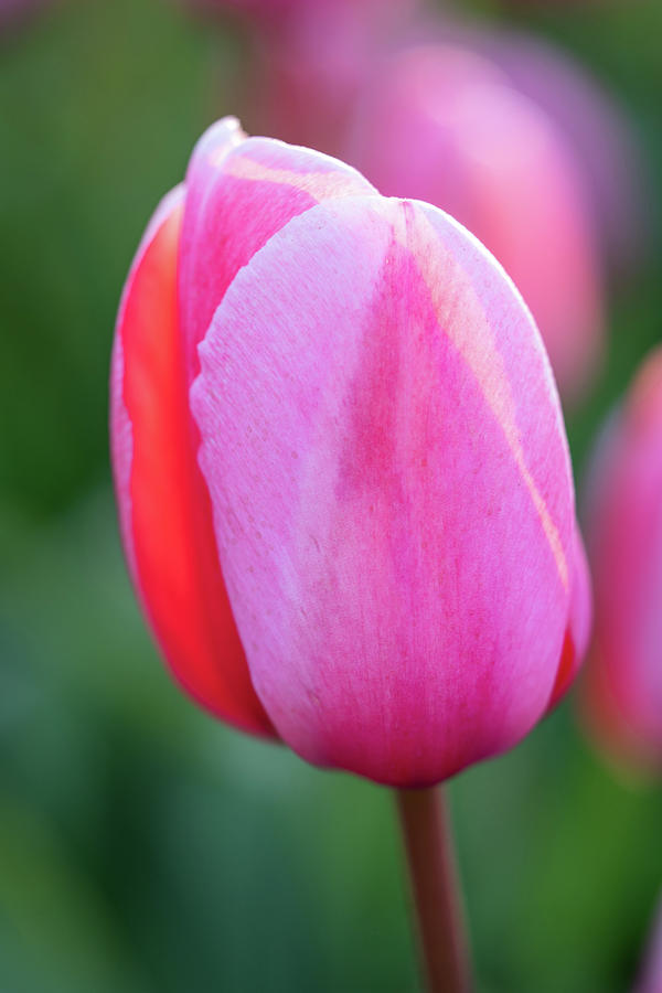 Pink Tulip Close-up Photograph by Lizzy Komen - Fine Art America