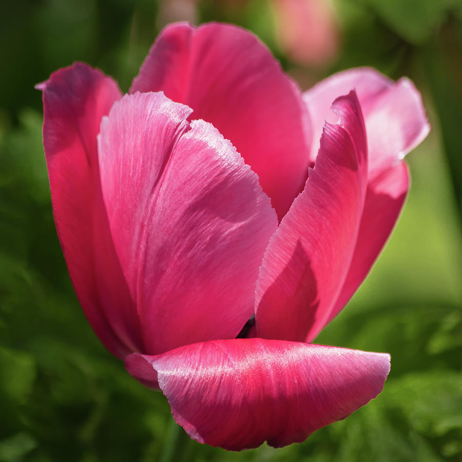 Pink Tulip close-up Photograph by Cristina Stefan