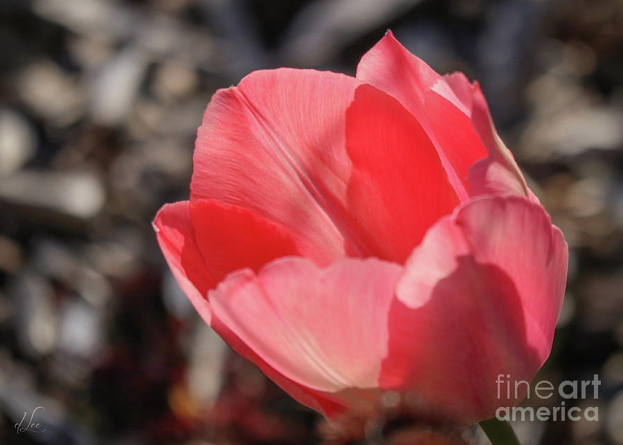 Nature Photograph - Pink Tulip by D Lee