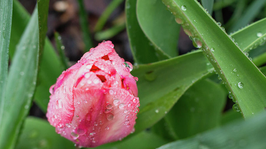 Pink Tulip Decorated in Rain Drops Photograph by Auden Johnson