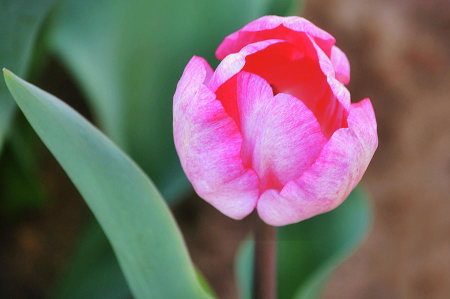 Pink Tulip Flower Close Up Photograph