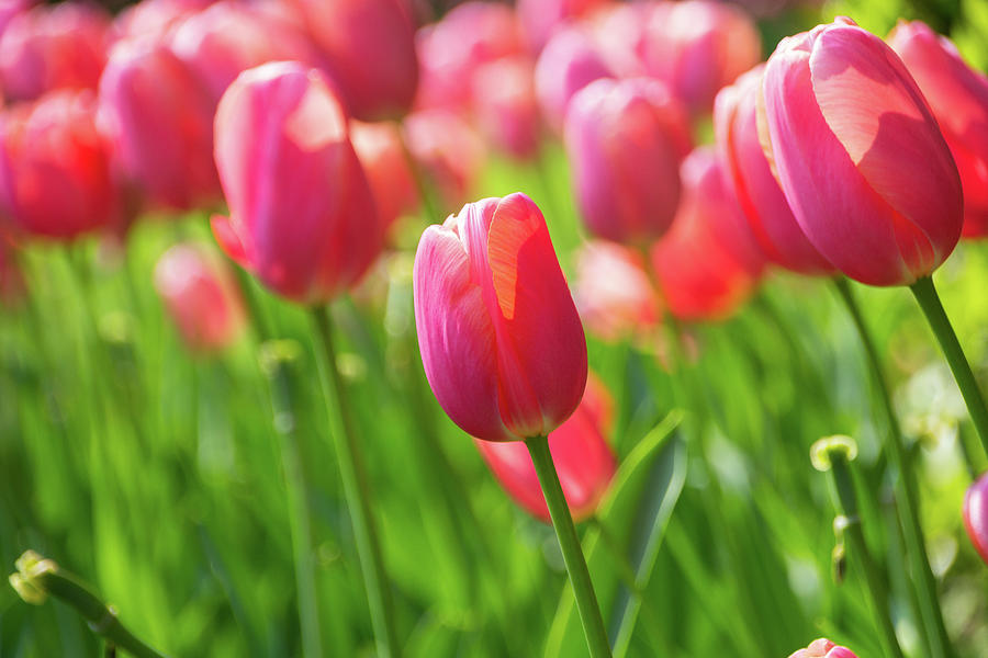 Pink tulip flowers Photograph by Fabiano Di Paolo
