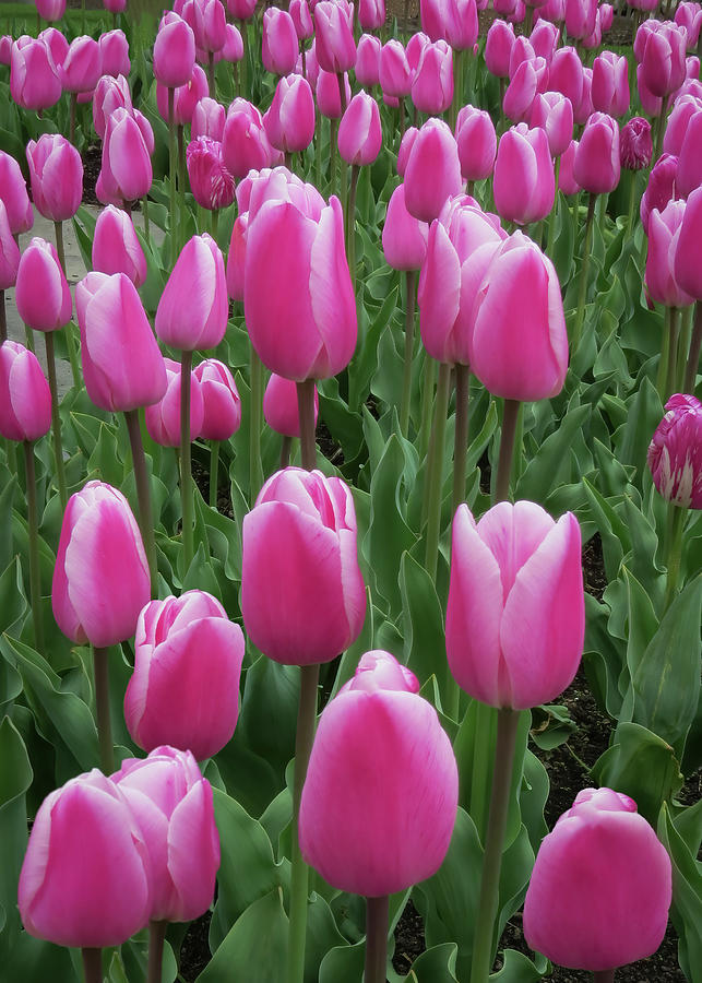 Pink Tulip Garden Blooms - Vertical Photograph by Patti Deters