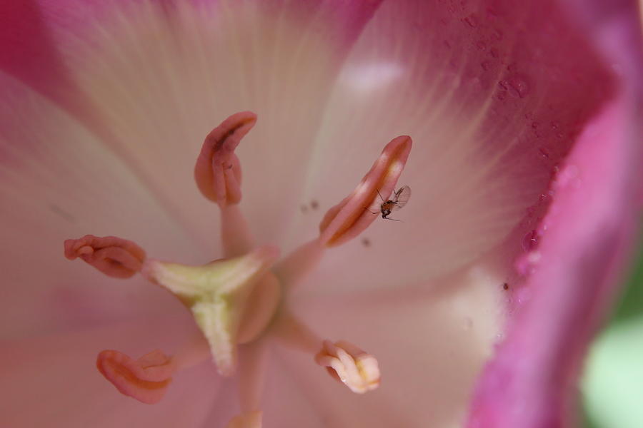 Pink Tulip has a Visitor Photograph by CG Abrams