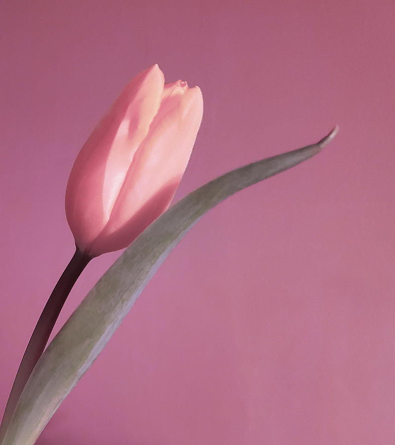 Pink Tulip Photograph by Joan Han