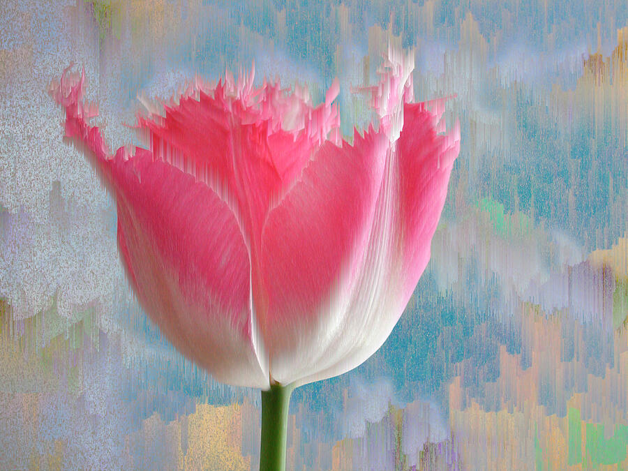 Pink Tulip Digital Art by Mark Greenberg