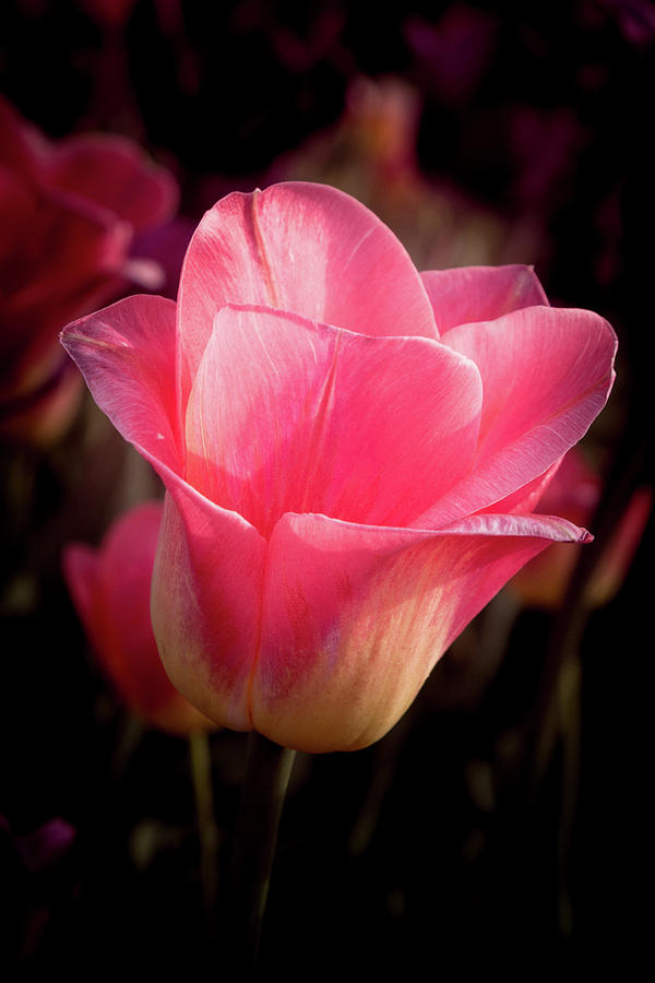 Pink Tulip on Art Hill Photograph by Joe Kopp