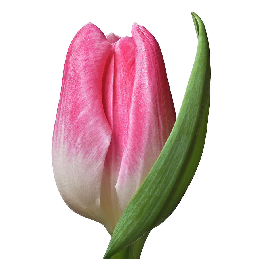 A Pink Tulip Flower On White Photo Image Wall-Art Photography Print Work Shop Online Photograph by Nadja Drieling - Flower- Garden and Nature Photography - Art Shop