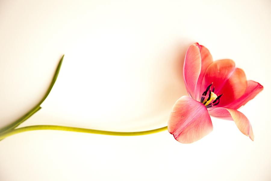 Pink tulip on white Photograph by Teresa Lett